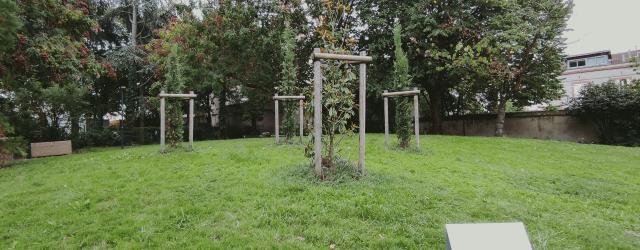 toulouse-arbres-jp-mmt